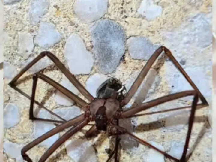 Araña violinista sobre un muro, hallada en una colonia de Zihuatanejo