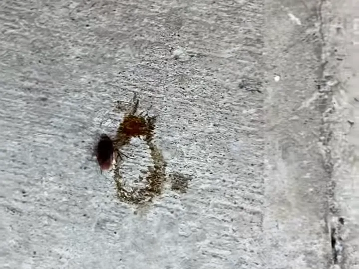 Cucaracha sobre una losa de concreto, captada durante un servicio de Clean Control
