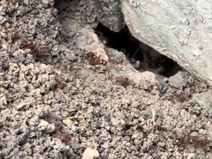 Hormiguero entre grava y una piedra en un jardín